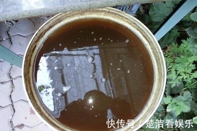 立秋养“虎皮兰”,2周浇一次“黑水水”,就像打激素,蹭蹭冒芽