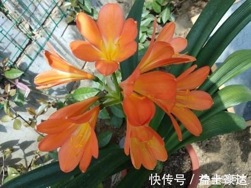 替代|君子兰营养土放哪种叶子可替代橡树叶？