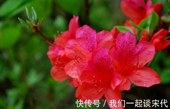 仙气十足|此款木本花卉，花开媲美牡丹，仙气十足，花香怡人，堪称盆栽佳品