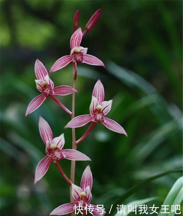 6种兰花，一开花香飘满屋，越养越值钱！6种兰花，一开花香飘满屋，越养越值钱！