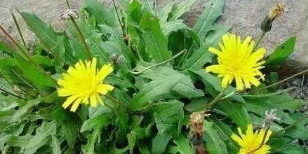 野菜|咽喉肿痛受不了,常吃以下3种野菜,嗓子不痛了,吃嘛嘛香