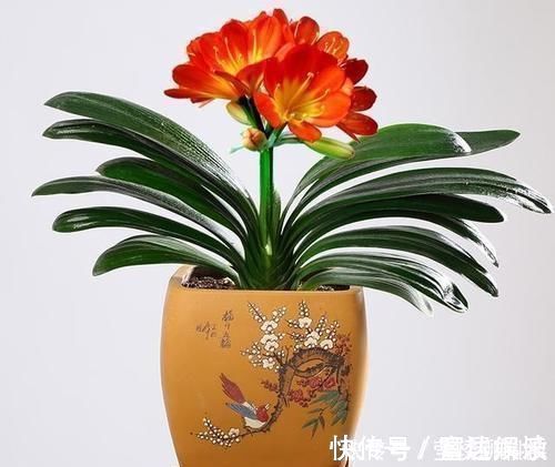 芦荟|家里万万要养这几种植物,难怪家人身体越住越健康,后悔才察觉