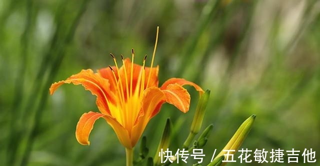 博物志|人称“忘忧草”,开花漂亮可盆栽却有毒,为啥在宴席上是主菜!