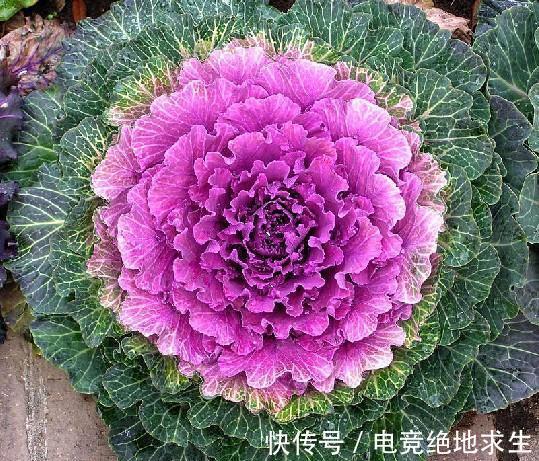 13种“漂亮花”,零下20度也冻不死它,大雪天依旧能开,又香又艳