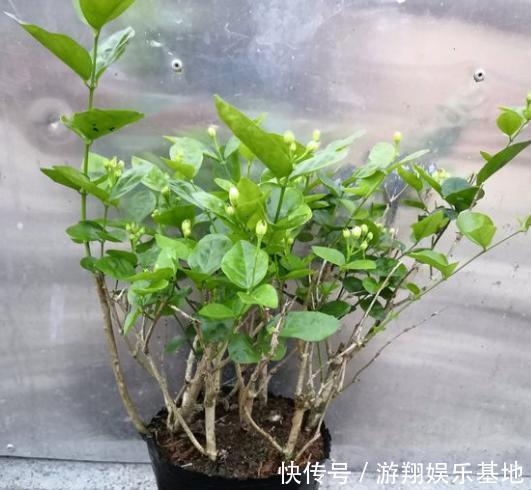 枝条|想让茉莉开花多,“3步”不能少,四季开花不间断,香味十足