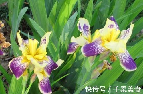 3种花很好养,耐寒易打理,花美色艳,花儿轻松开爆盆