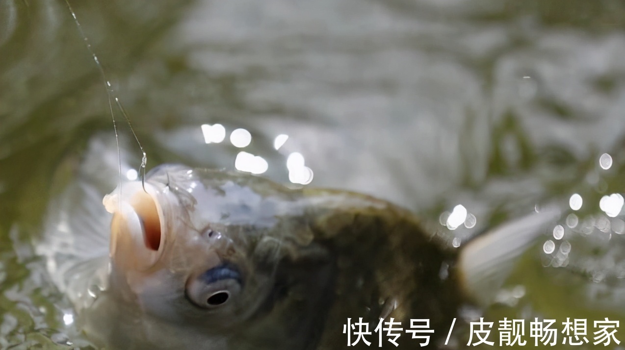 小米|藿香正气水这样用，制作的酒米，效果就是不一样