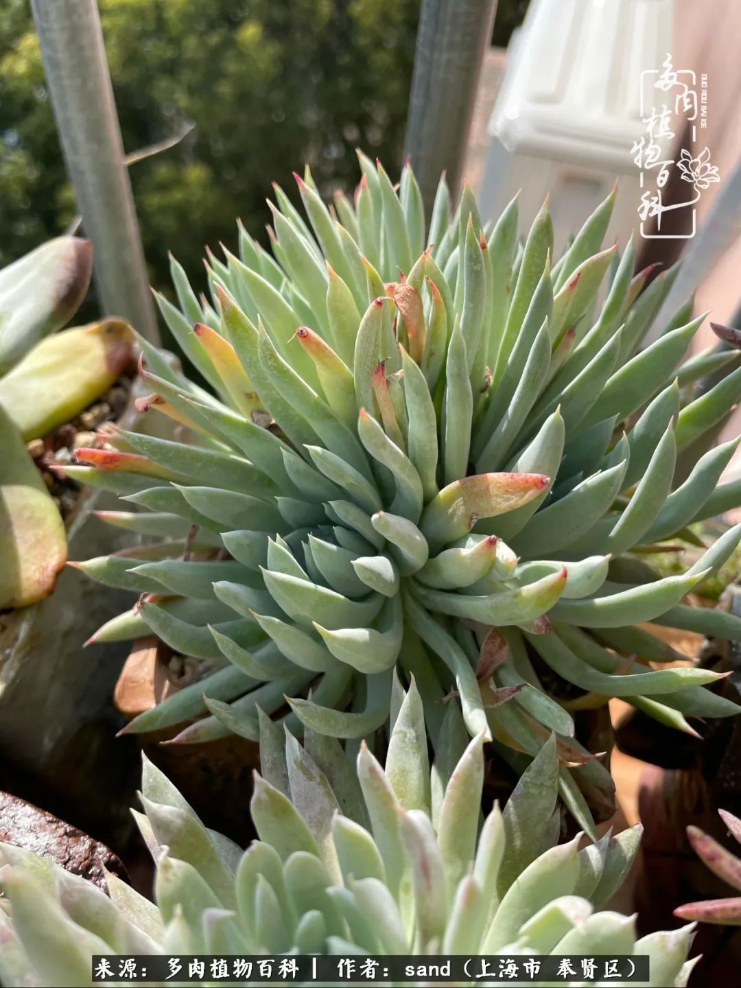 带着200多盆多肉，三个月搬两次家，是一种怎样的体验