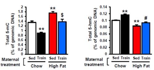 《细胞》子刊：运动的好处能通过胎盘传给宝宝！科学家发现，小鼠运动会刺激胎盘分泌SOD3，改善子代肝脏代谢功能丨科学大发现