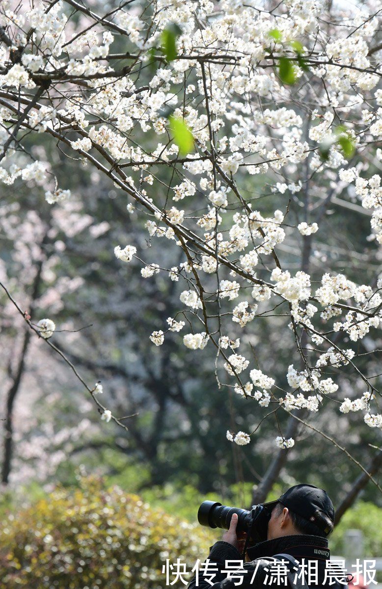 独天下而春的梅花，首秀新春的樱花 这个周末值得踏青游园