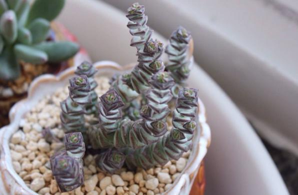 钱串景天、星乙女，多肉里的吉祥物，好看好养，还能招财！