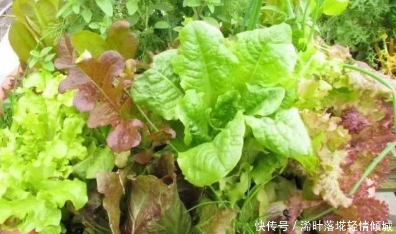 “4种菜”种阳台,生长快周期短,吃完一茬又一茬,不愁没菜吃!