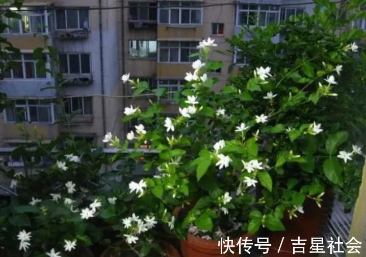 马齿苋|聪明人什么花也不养，却去养这“4种”植物，难怪身体越来越好