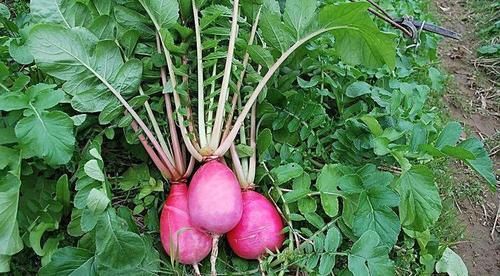 含有|女性养生常吃3种食物,抗炎抑菌,养护卵巢,预防妇科炎症