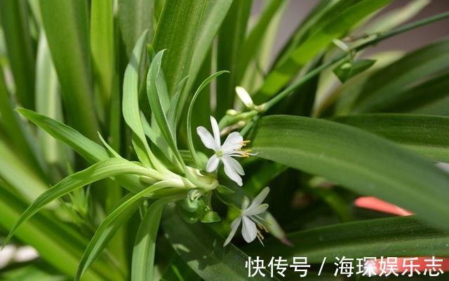 gt|7种“有益花”，养在家里身体好，清新空气病菌少，你家还没养