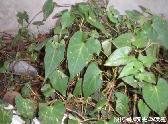 灵芝|生长在屋脚处,常被人忽视,却是“四大仙草”之一,和灵芝齐名