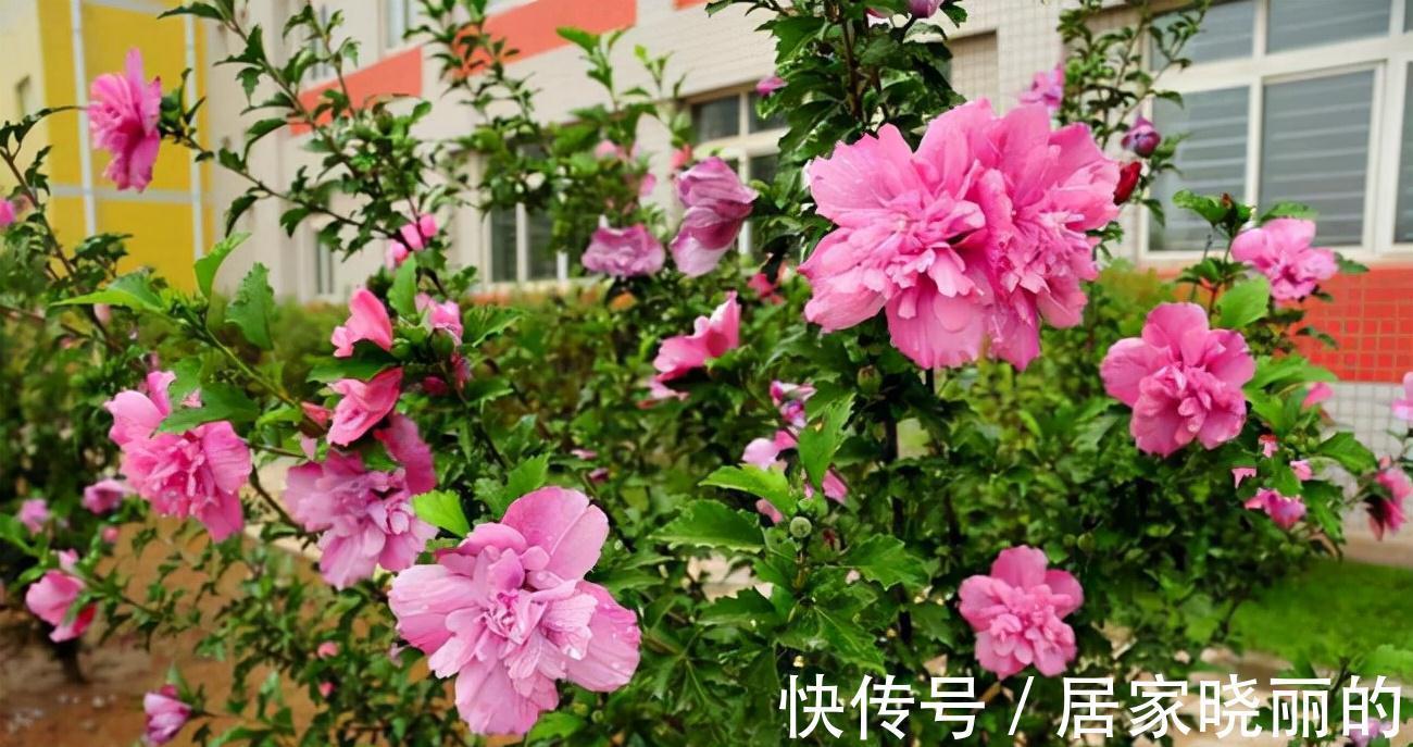 人养花,花亦养人!3种漂亮的花,建议养一些,能吃能看还能养人