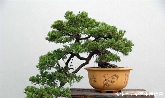 这“3种树”有钱人最爱养,比花还好看,客厅摆几盆,福气滚滚来!