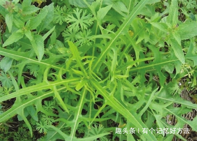 野菜|它是胃病“纯天然的大救星”用这种野菜泡水喝三天效果贼明显!