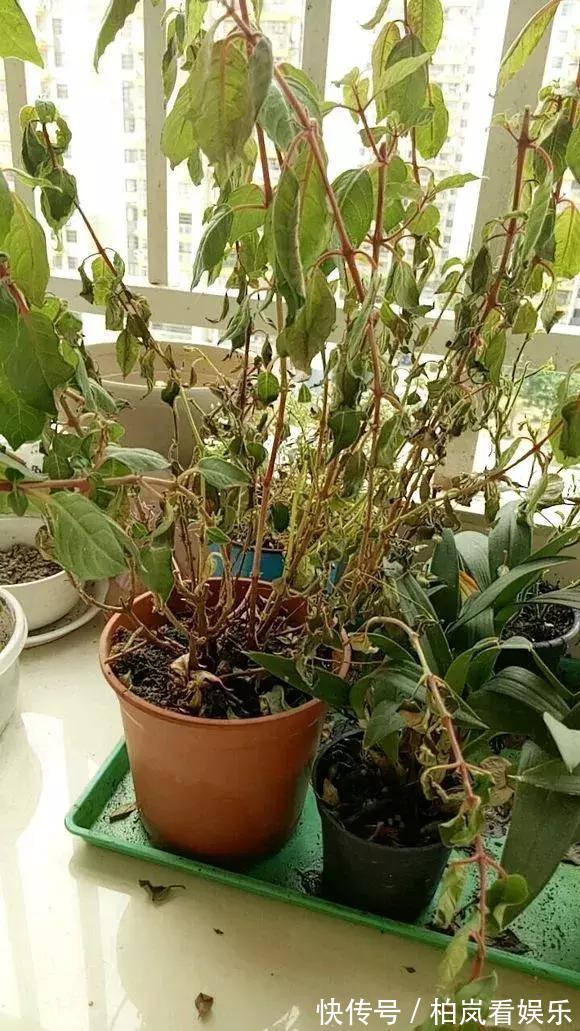 养花|3种花人称“夏必死”,买一盆死一盆,新手小白别忽视