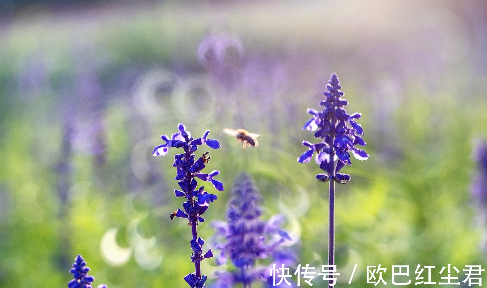 柳烟|古诗七律:桃影娇羞绽满枝,柳烟深处彩霞痴