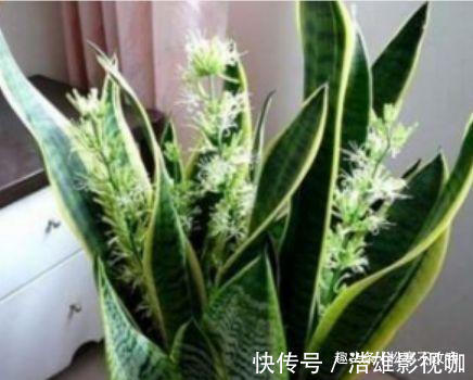 植物|家里养这几款植物,一开就是大半年,沾土就活,新手也能养的好!