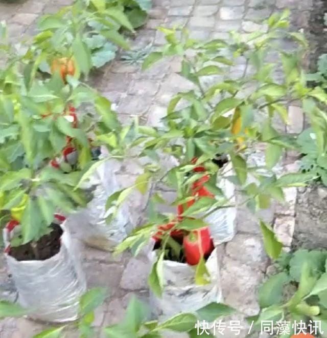 养花不成“改种菜”，红辣椒种在“编织袋”里，一次能摘30斤