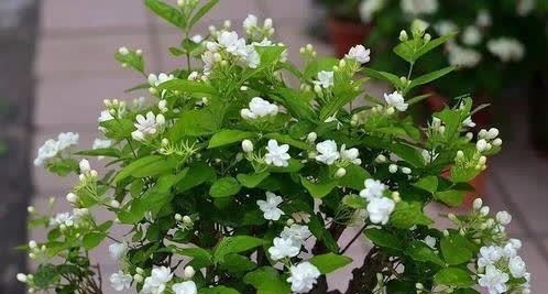 养了3年的茉莉花变老桩,长成“巨无霸”,清香宜人大半年!