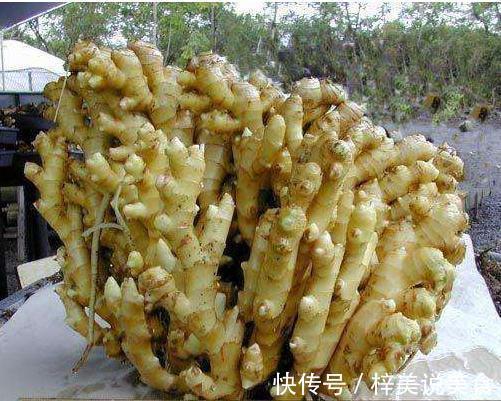 盆栽生姜,把“姜崽”丢盆里,8天出芽,1年后长出一桶“姜山”