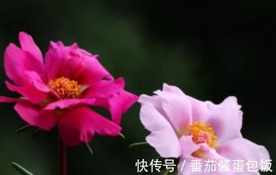 养殖|8种多肉皮实又好养,开花超级美丽,总有一种是你喜欢的