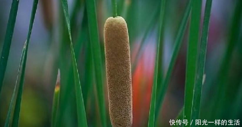 长在水里的香肠,有很强的药用价值,几十元一斤城里人抢着要