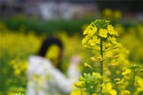 老年|2021开化第一波油菜花盛开啦！赏花约起～