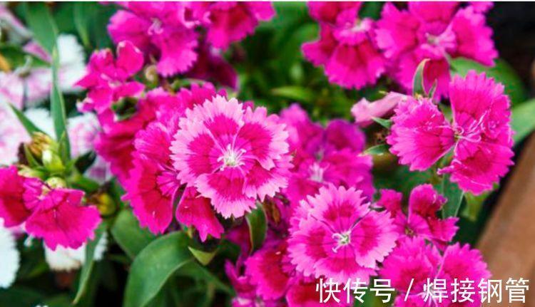 家里养上4种花,直接变成百花园,花朵硕大、花期长,漂亮好养!