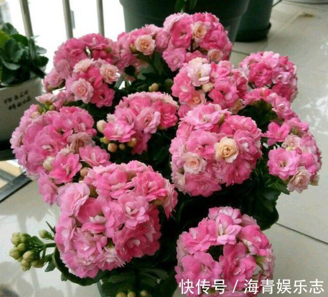 秋季|秋天不知养啥花栽几盆“年宵花卉”，现在栽培，过年就能赏花
