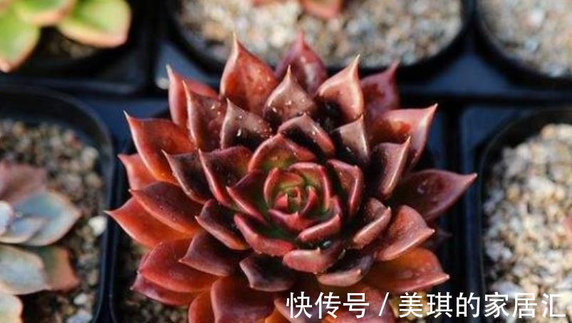 改正|多肉叶子一碰就掉,原来是1件事做错了,及时改正植株健壮长势好