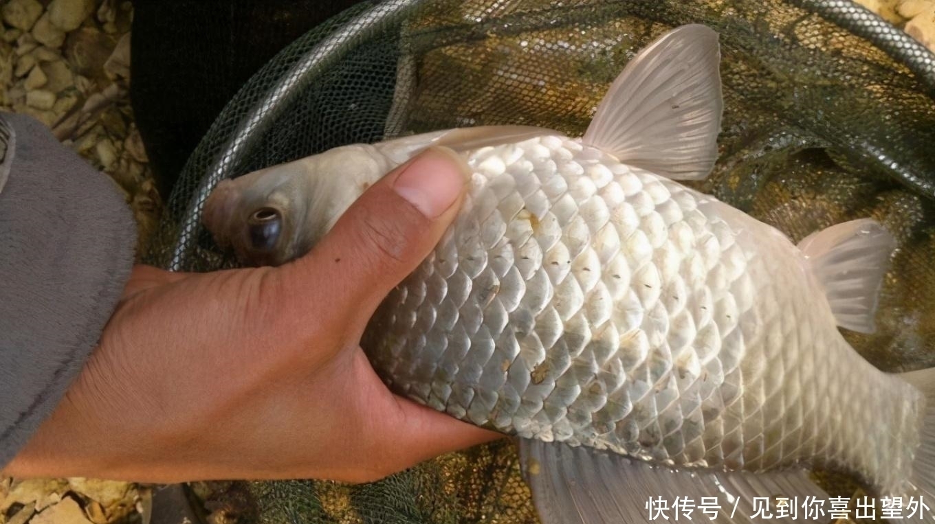 再厉害的商品饵也不过如此老钓手这特效鲫鱼饵,一般人我不说