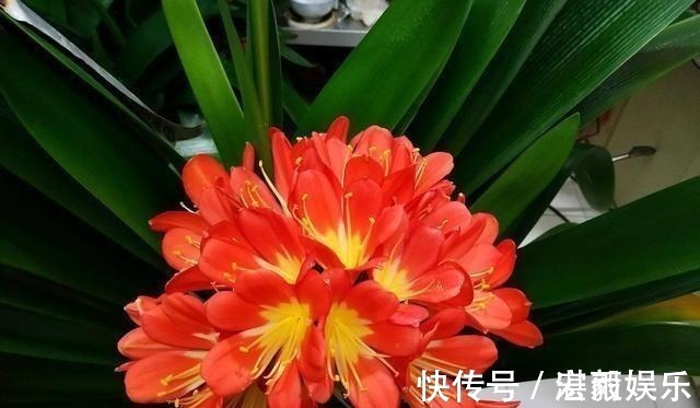 发酵|3种水直接浇花,是毒水,浇下去花卉黄叶、烂根都来了