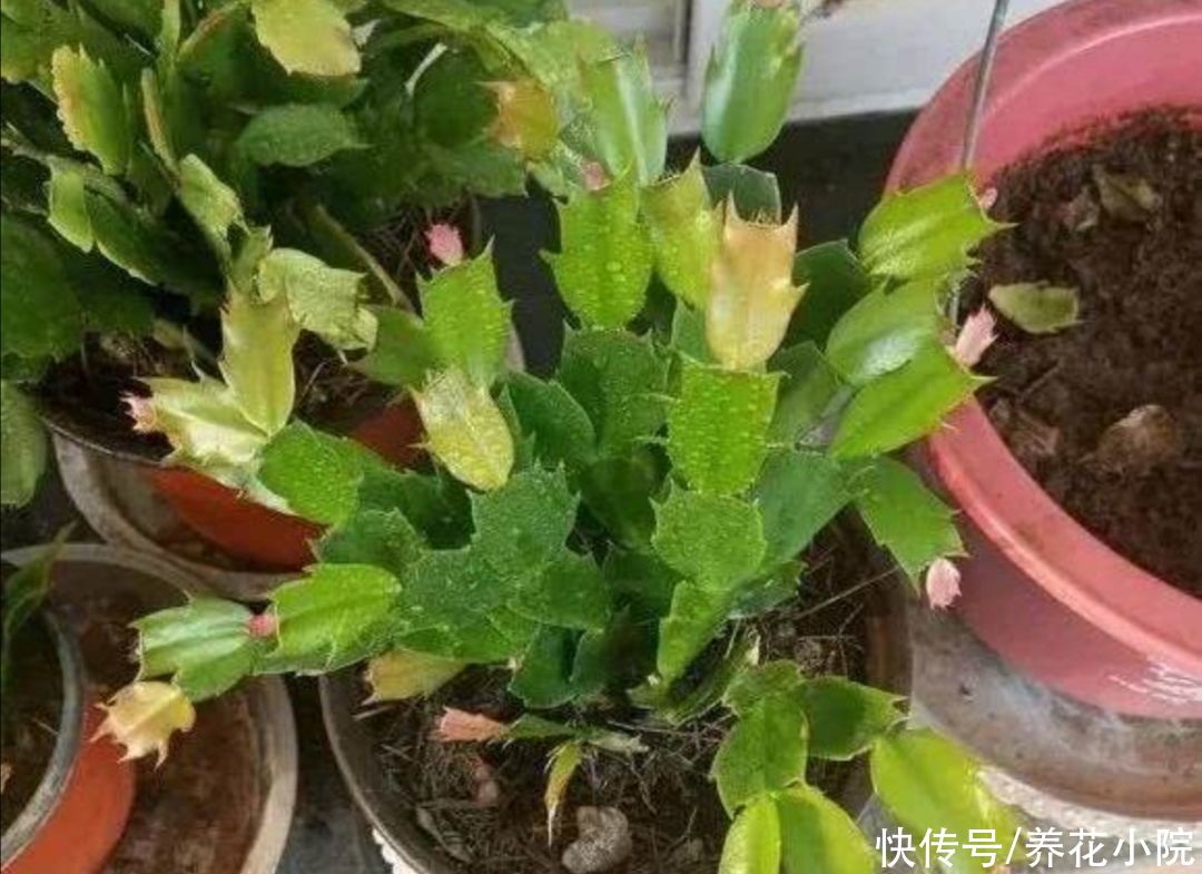 种花|夏天别买6种花，天热就休眠，太不好养