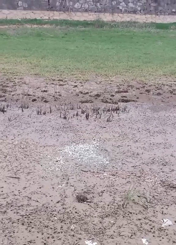 实拍洞庭湖退水后的滩涂,大鱼被人捡走,挑剩的小鱼在淤泥里等死