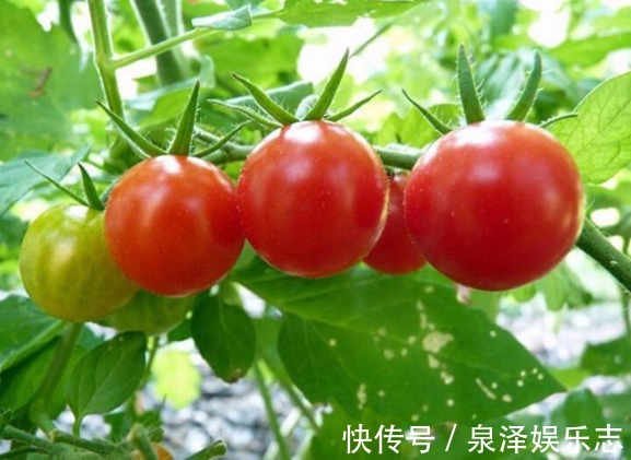 常吃西红柿,会收到三个好处,是生吃西红柿营养还是煮熟营养呢
