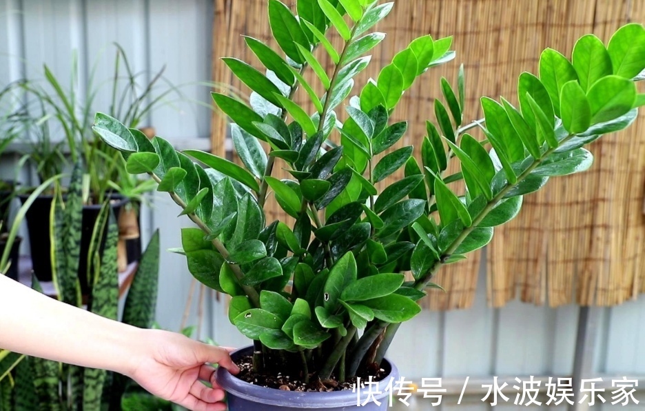 浇水|6种“招财树”,摆放在客厅漂亮大方,寓意美好