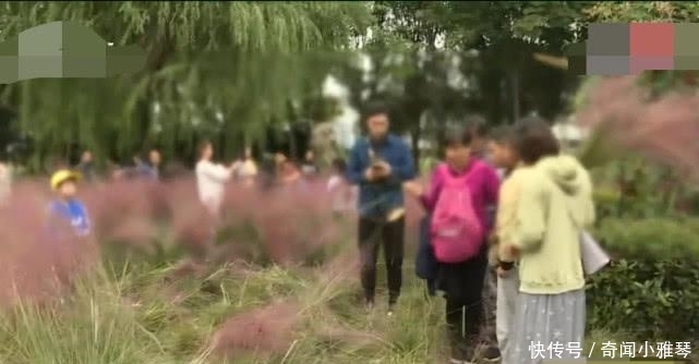 老年|网红花海仅仅维持了三天, 被踩成烂草地, 负责人: 种了3年撑3天