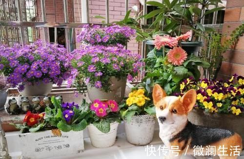 自从学会用蛋壳养花后，家里再没掏过一分钱买肥料