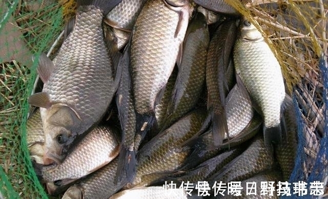 鱼漂|有口提竿空口无鱼，这三个招数，空竿马上变实口
