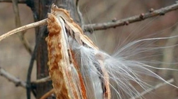 药材|农村地里的这样野果,称之为“草药之王”,能吃又能做药材!