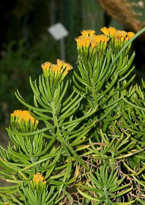 钱串景天|5种长相稀奇的多肉，养小花盆里照旧开花，可养很多年