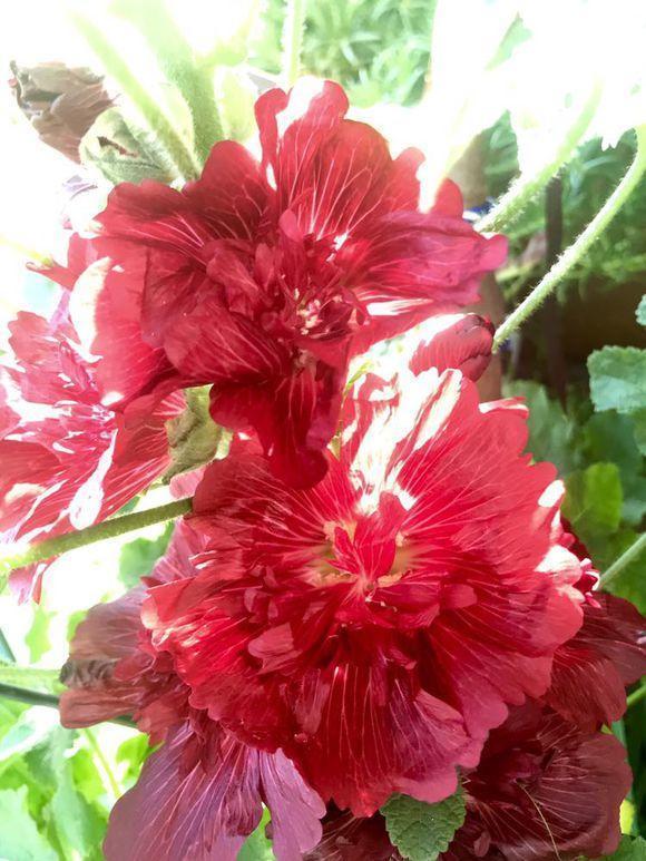 农村叫做“鸡冠花”,小时候经常沾在鼻子上,好玩还好看