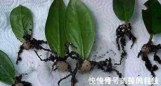 养活|这5棵“树”太贵了,偷偷摘一截枝条就养活了,不用花钱买啦!