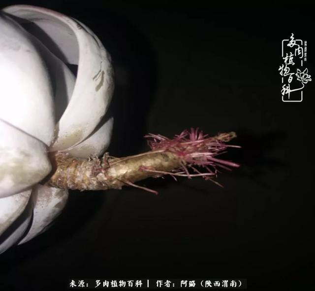 这些年养的那些多肉！附靠谱的多肉度夏小技巧！