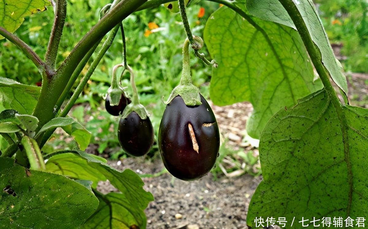 排毒|爱美女性可常吃3种食物,排毒抗衰,呵护身体,好处多多